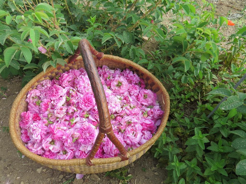 Camping Fiori Di ノート エクステリア 写真