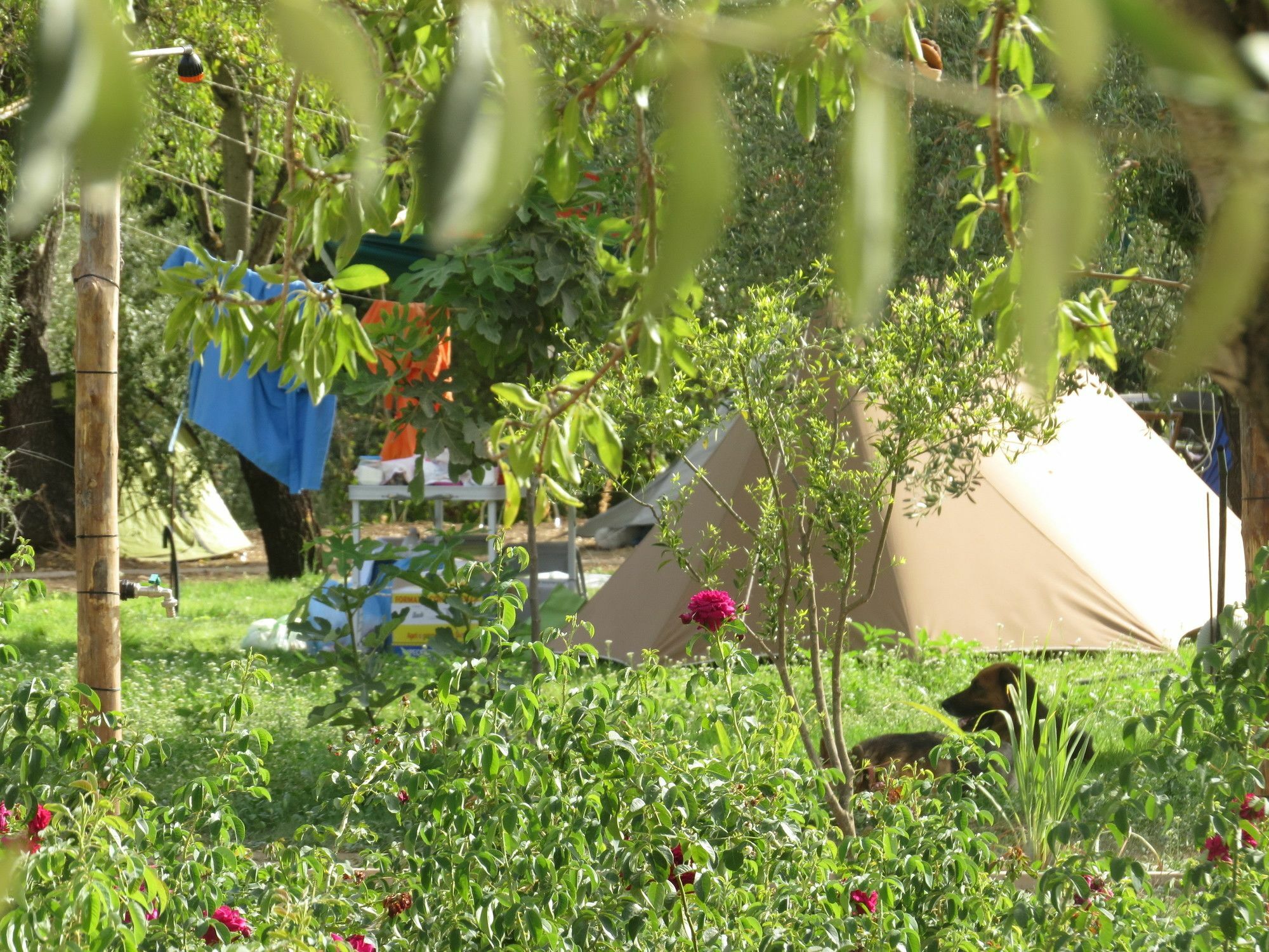 Camping Fiori Di ノート エクステリア 写真